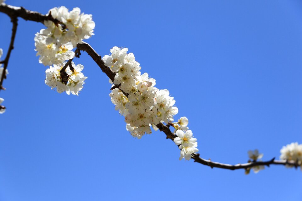 Pear blue sky all a bed of roses