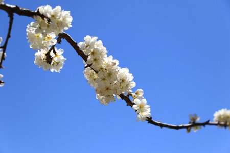 Pear blue sky all a bed of roses