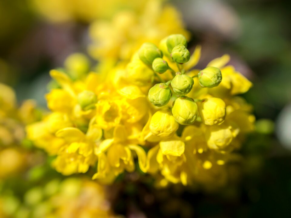 Blossom bloom spring