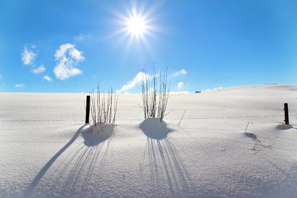 Snowy winter dream backlighting