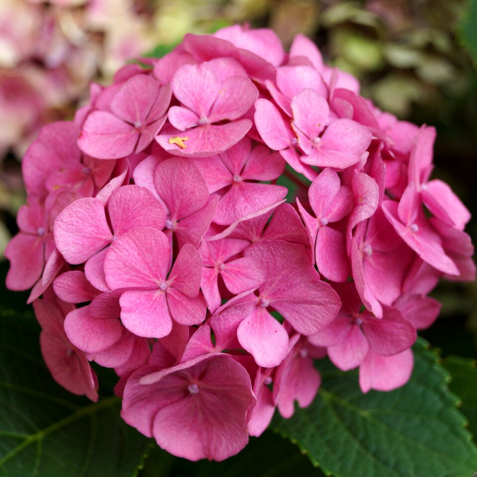 Bloom pink flower garden