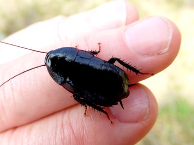 Maoriblatta novaeseelandiae 53064660