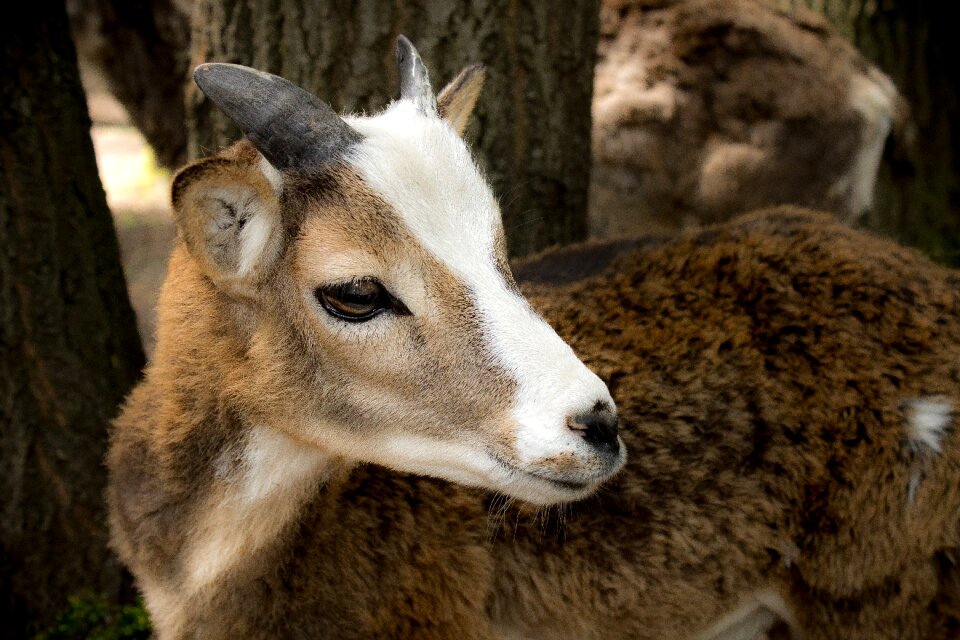 Fallow deer nature animal