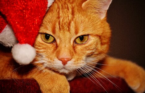 Santa hat funny cute