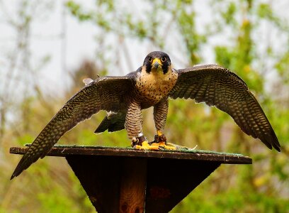 Wild animal feather bird of prey