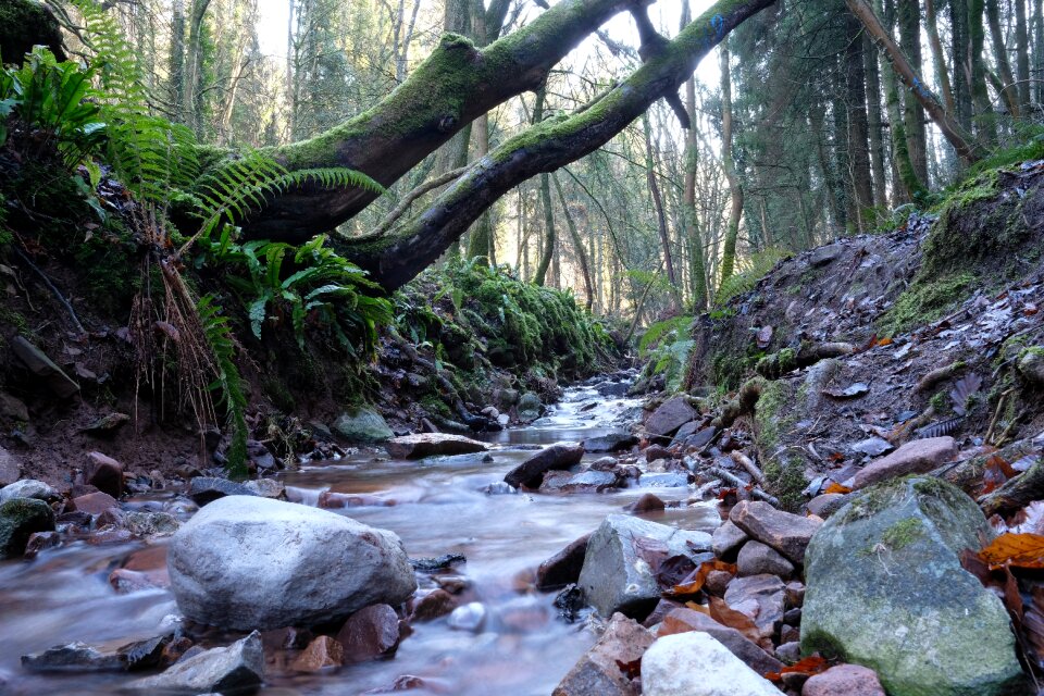 Nature stone fresh photo