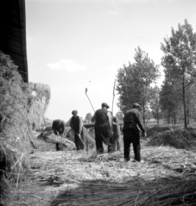 Mannen bezig met het dorsen van hennep, Bestanddeelnr 254-4268