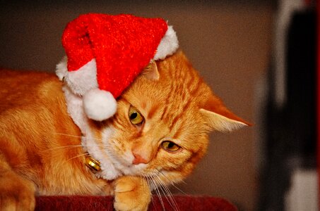 Santa hat funny cute