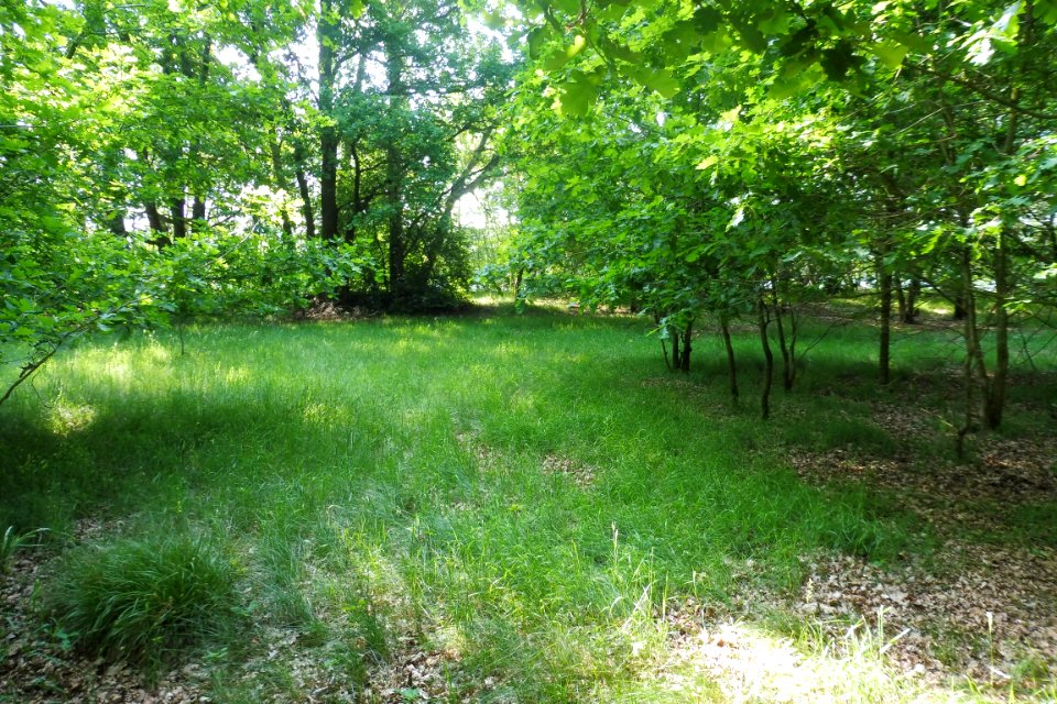 Mantinghausen - NSG Huegelgraeberfeld Mantinghausen - 6