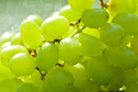 Fruit food green