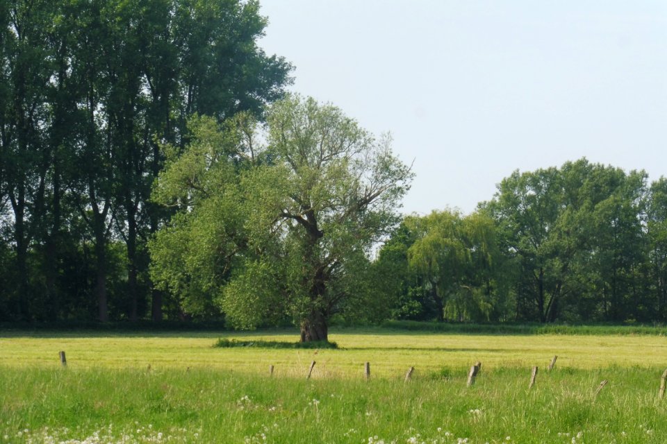 Mantinghausen - Lippeniederung VI – Mantinghausen - 3