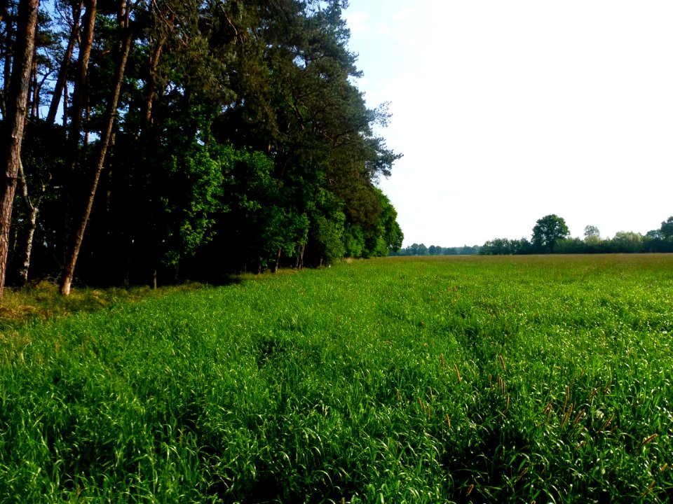 Mantinghausen - Boker Heide - 1