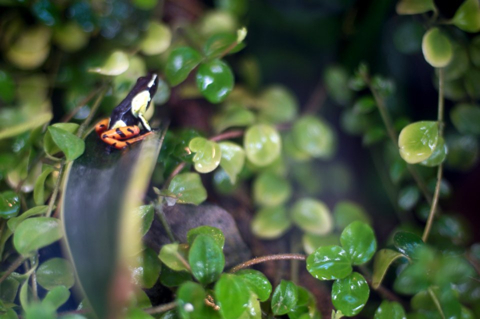 Mantella madagascarensis among foliage