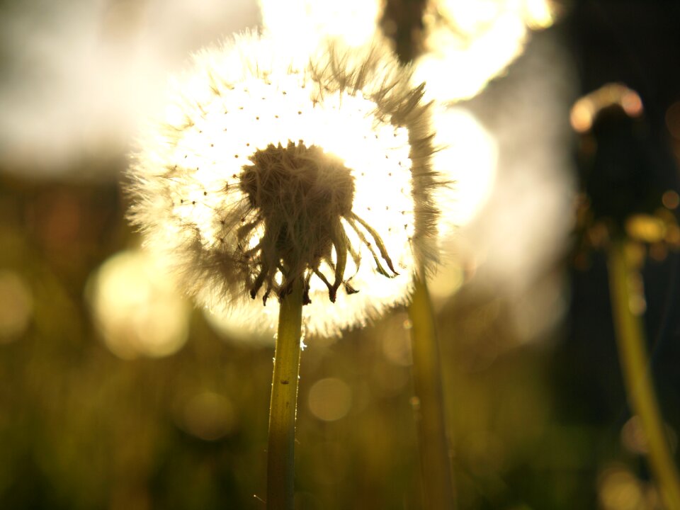 Spring flower garden