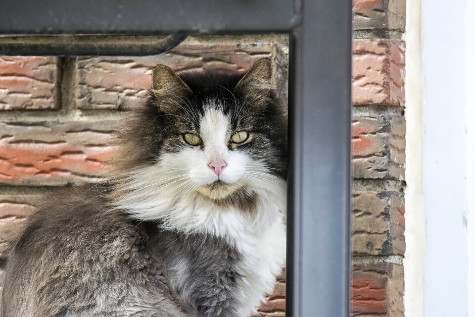Pet domestic feline
