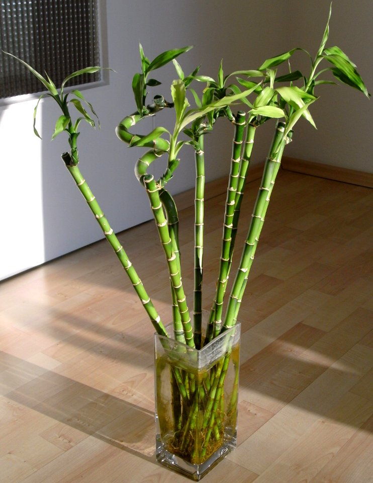 Many Dracaena sanderiana