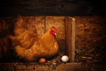 Chicken eggs farm
