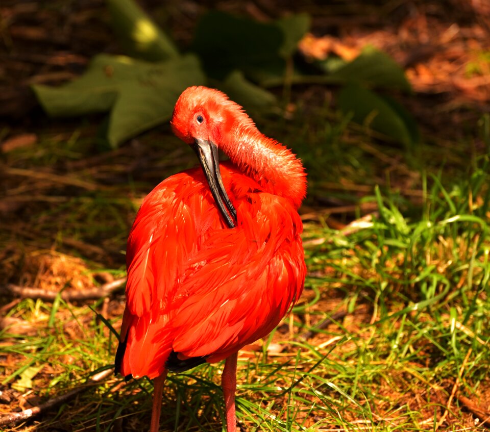 Nature animal red