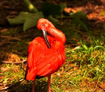 Nature animal red