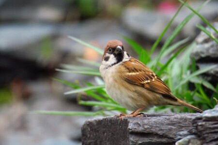 Stone sparrow beak