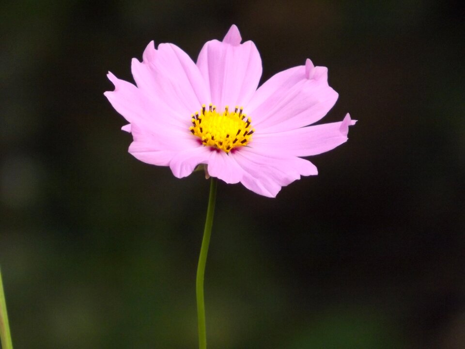 Pink plant garden