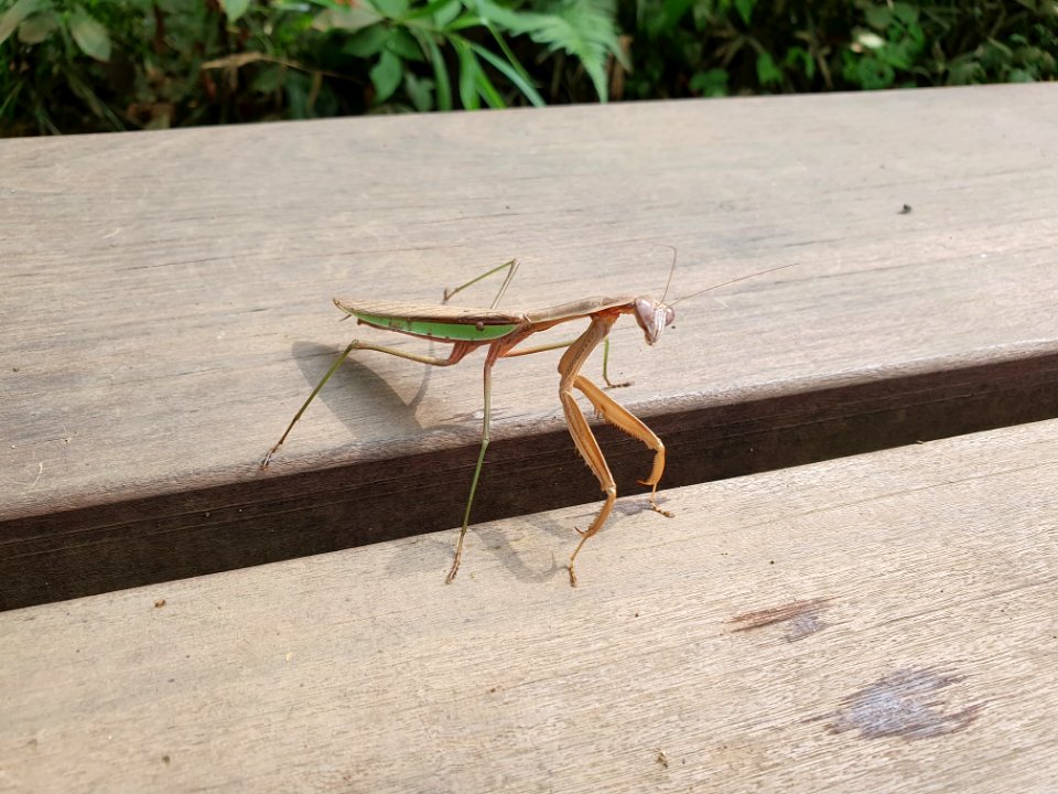 Mantis at Institute for Nature Study 2