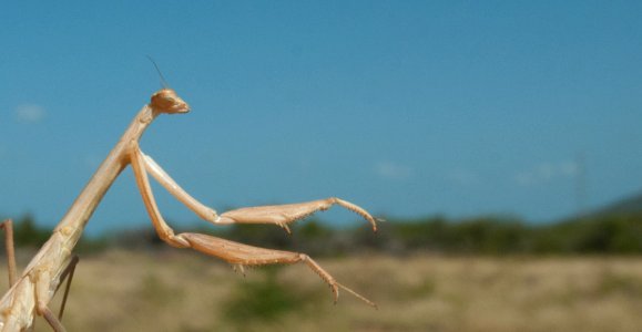 Mantis in Margarita island