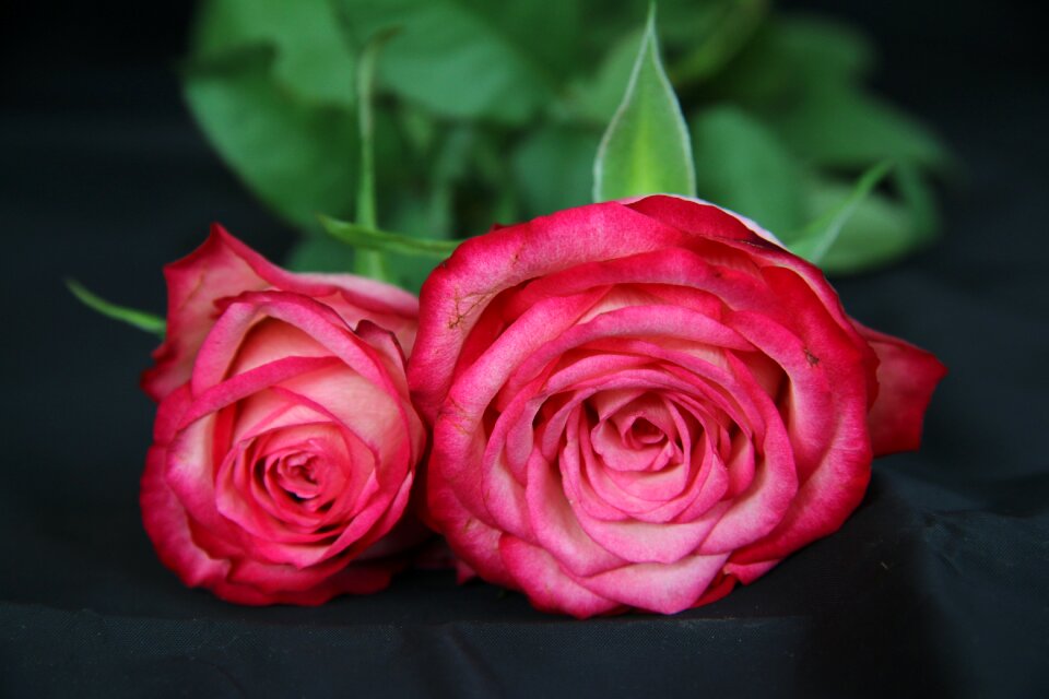 Roses flowers pink flowers