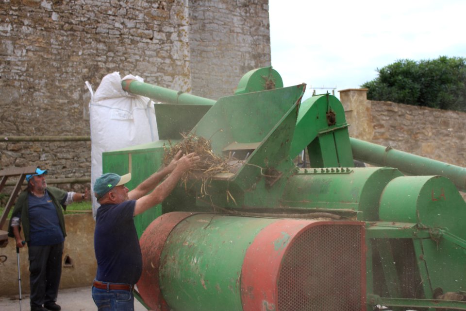 Mètode modern de batre el fesol de l'ull ros (6)