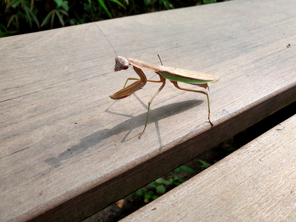 Mantis at Institute for Nature Study