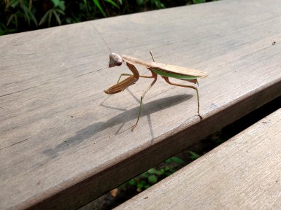 Mantis at Institute for Nature Study