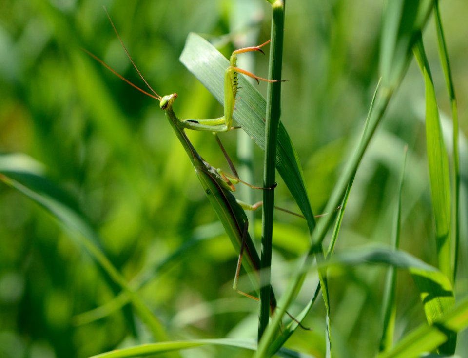 Mantis religiosa male
