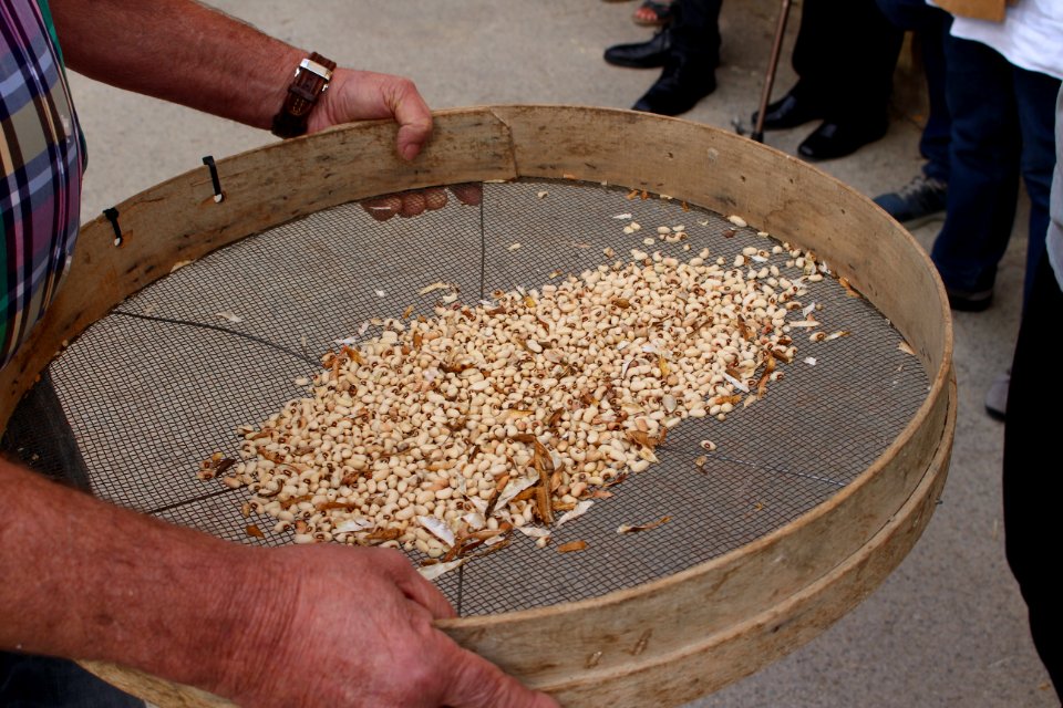 Mètod antic de batre el fesol de l'ull ros (14)