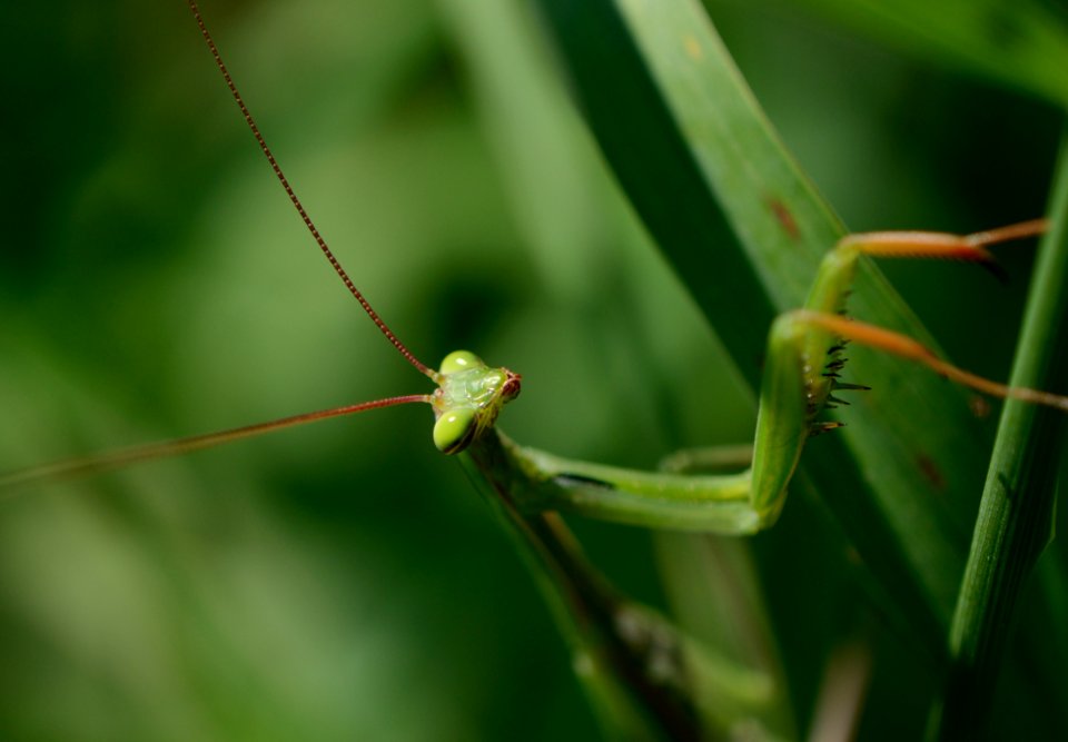Mantis religiosa 012