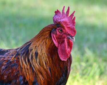 Cock head crete