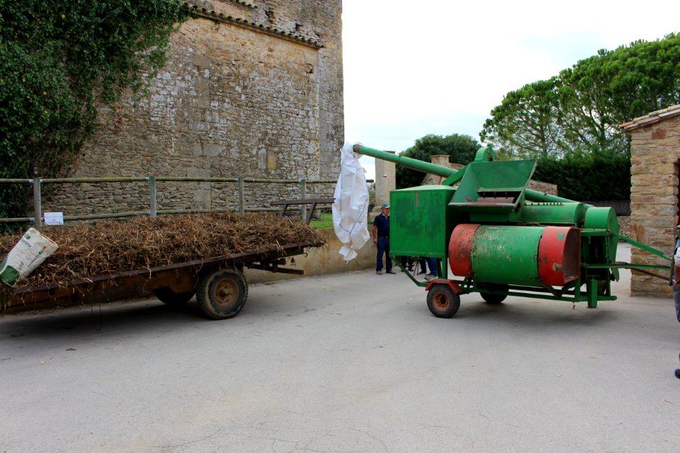 Mètode modern de batre el fesol de l'ull ros (2)