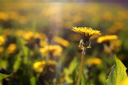 Color colorful dandelion