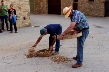 Mètod antic de batre el fesol de l'ull ros (10)