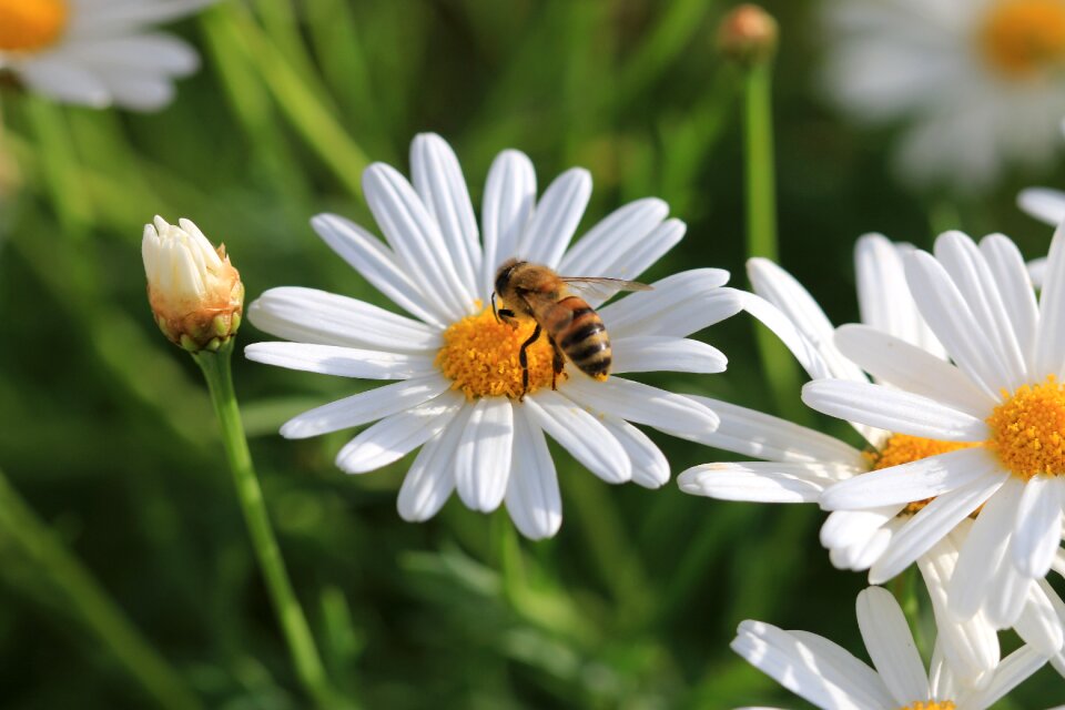 Plant nature flowers