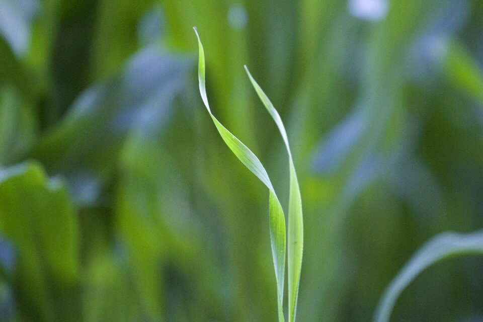 Blade of grass grass green