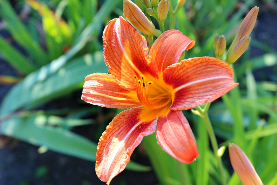 Nature plant petals photo