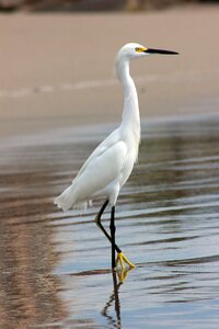 Beautiful bird beach