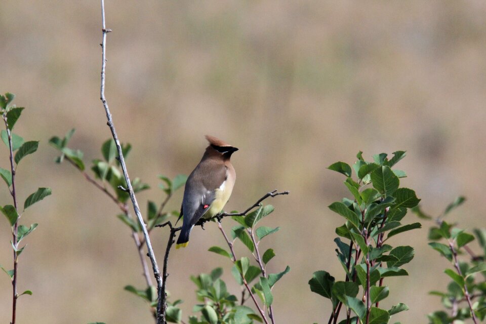 Wildlife bison range prairie bird
