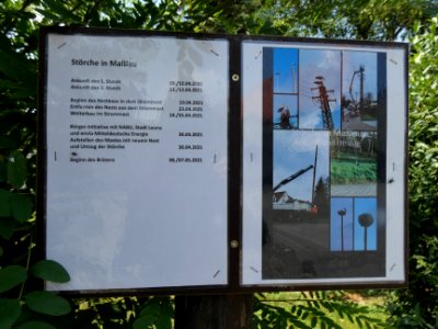 Maßlau Störche 03