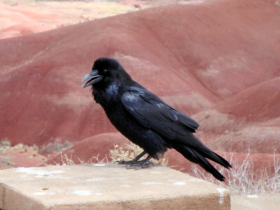 Crow animal nature