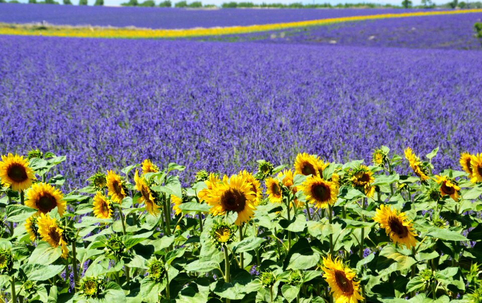 Provence summer purple