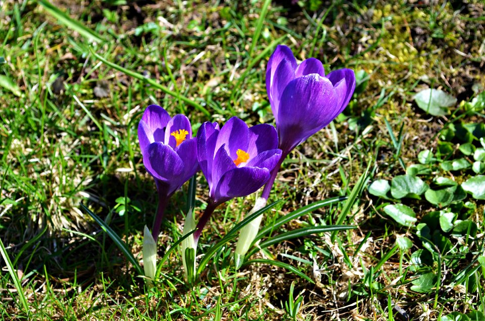 Blooming nature plant