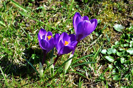Blooming nature plant