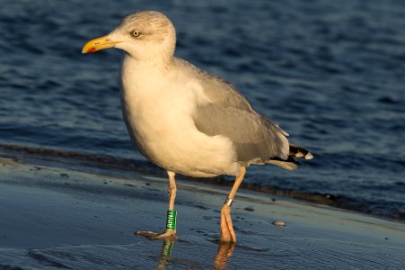Möwe AHN7