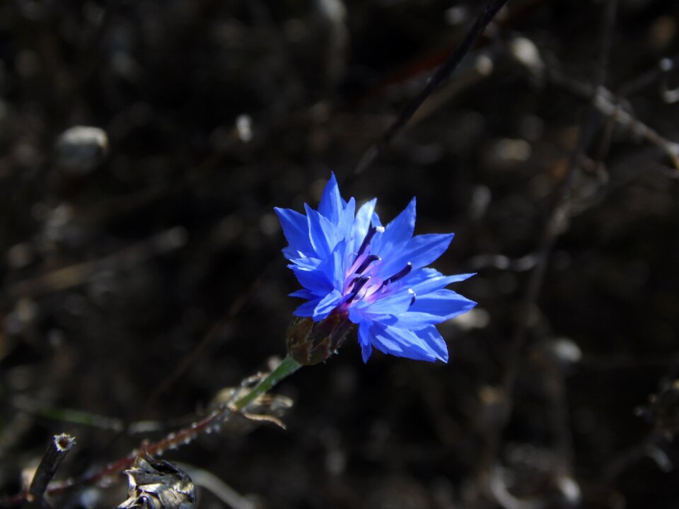 Flora dalia plant